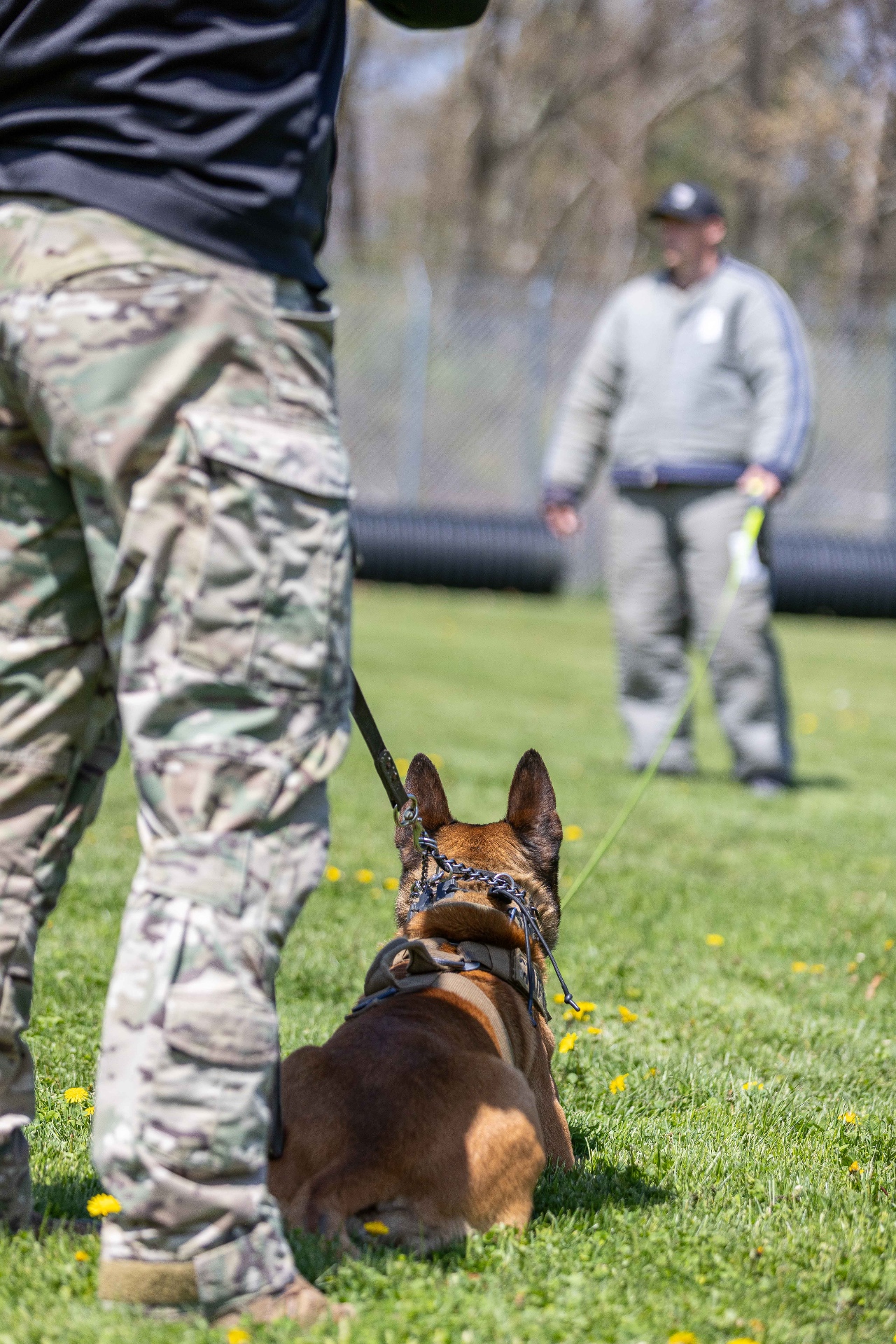 K-9 obedience training