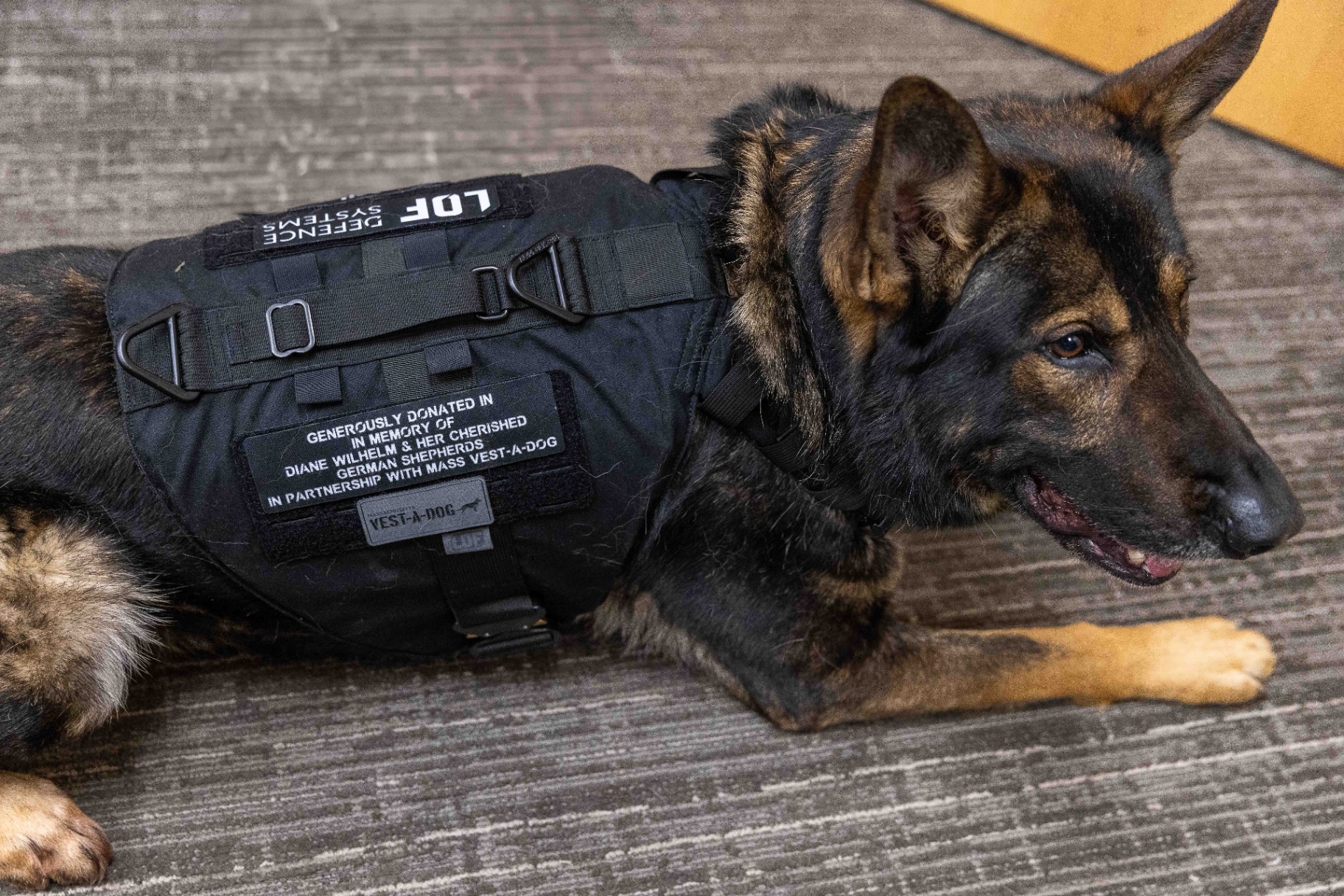 Massachusetts Vest-A-Dog protected K-9