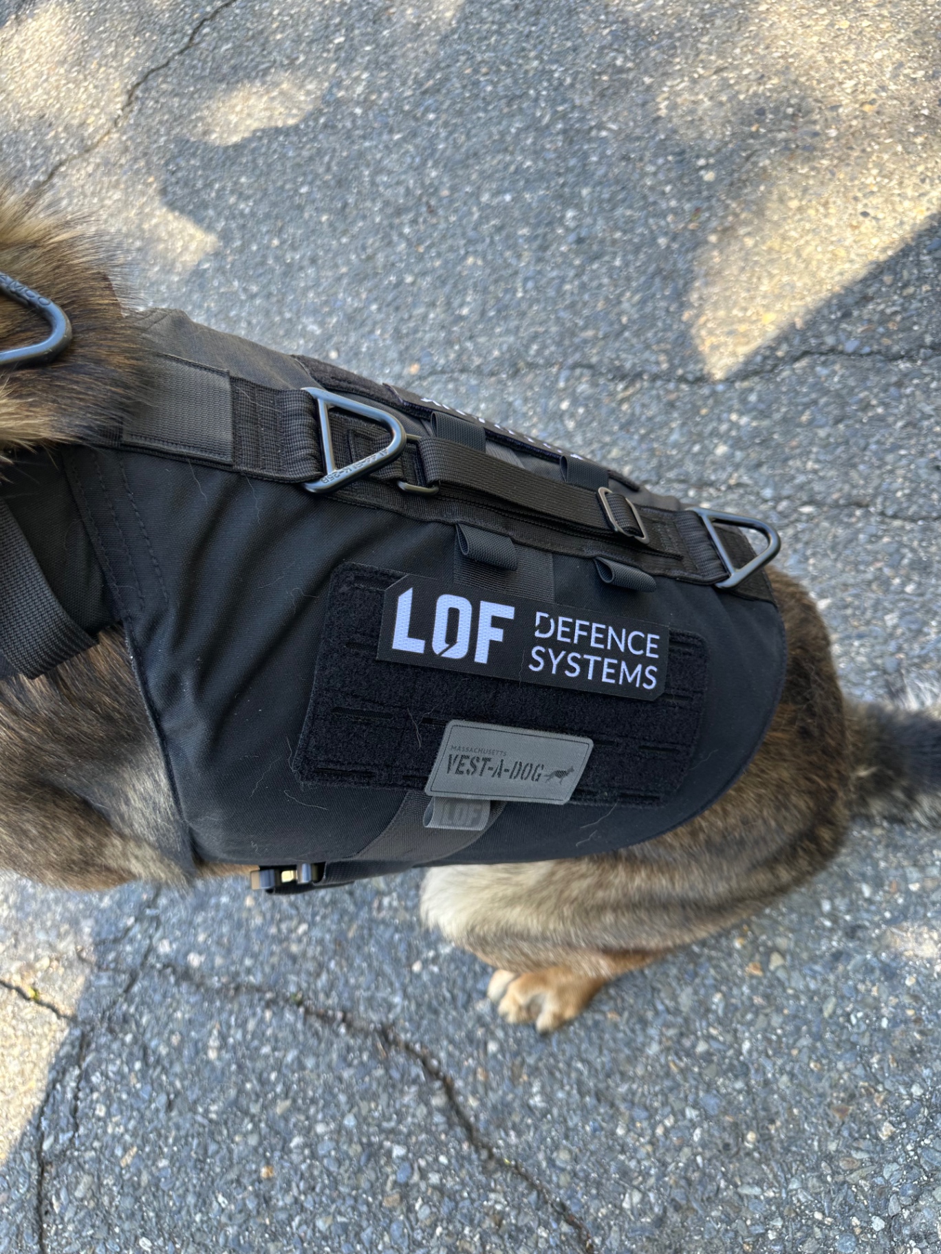 Massachusetts Vest-A-Dog protected K-9